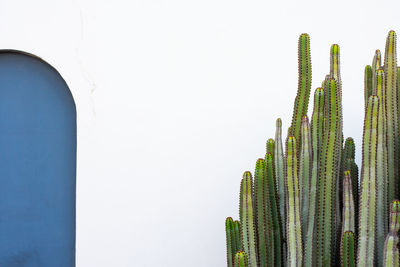 Close-up of succulent plant against clear sky