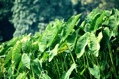Close-up of fresh green leaves