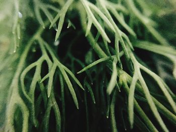 Full frame shot of fresh green plant