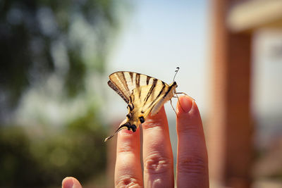 Close-up of butterfly on hand