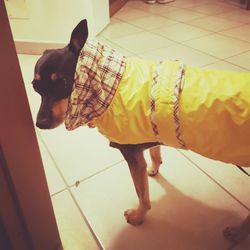 High angle view of dog standing on floor at home