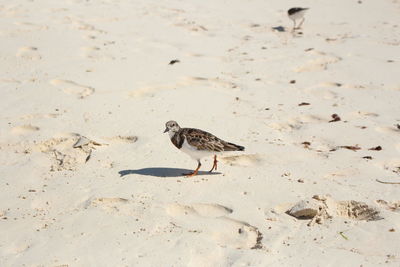 Birds on sand