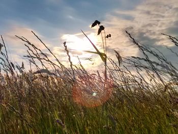 Scenic view of grassy field against sky