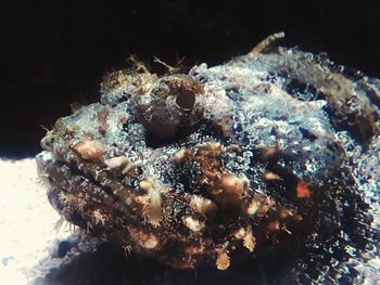 Close-up of fish underwater