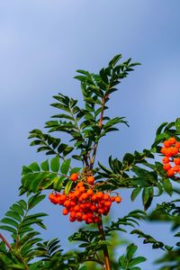 Low angle view of orange flowering tree