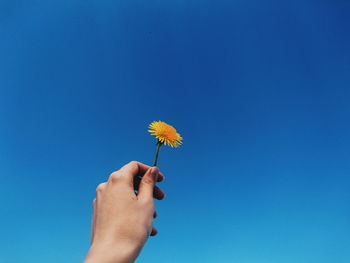 Close-up of hand holding flower against blue sky