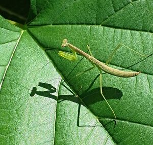 Close-up of leaf