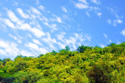 Low angle view of tree against sky