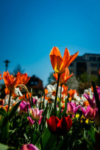 Close-up of orange flowering plants