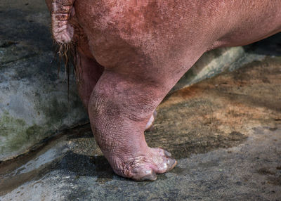 Close-up of a hippopotamus