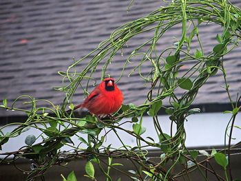 Cardinal looking at sinners