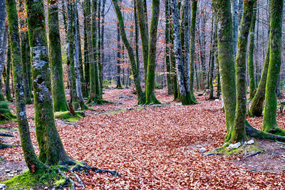 Trees in forest