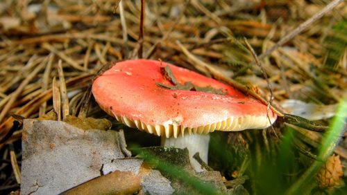 Close-up of mushroom growing on field