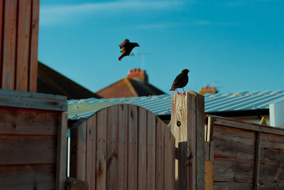 Low angle view of birds perching on roof against sky