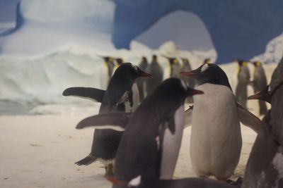 View of birds on beach