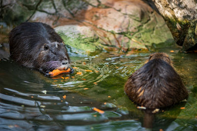 Duck swimming in lake