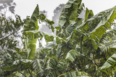 Close-up of fresh green plants against sky