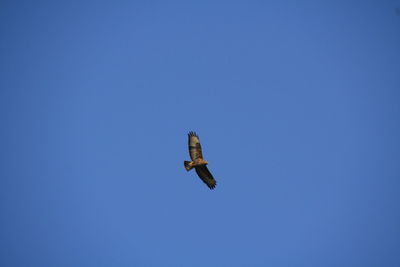 Low angle view of bird flying against clear blue sky