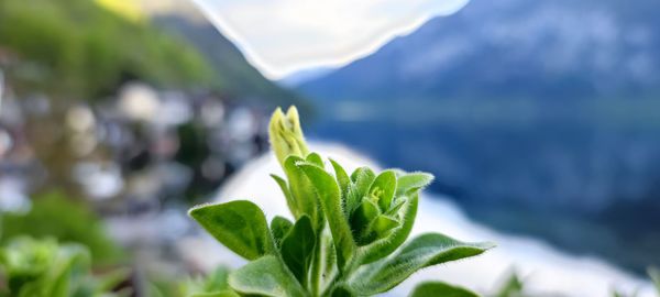 Close-up of plant against blurred background