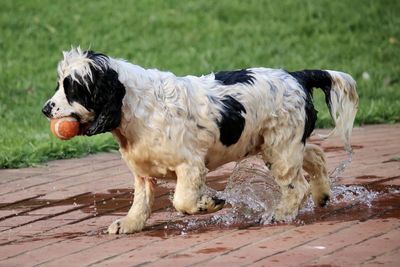 Elephant standing on wood