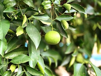 Close-up of fruits growing on tree