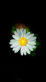 Close-up of yellow flower blooming against black background