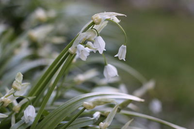 Close-up of white flowers