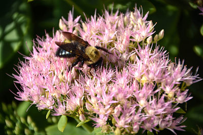 Close-up of bee pollinating on pink flower