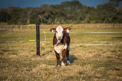 Cow standing on field