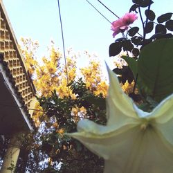 Low angle view of flowering tree against sky