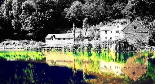 Reflection of trees in water