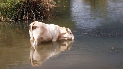 Dog in lake
