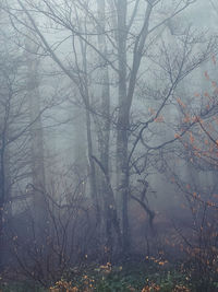 Trees in forest during winter