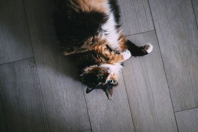 High angle view of cat on hardwood floor