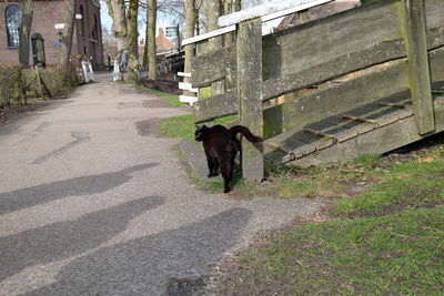 View of dog walking on road