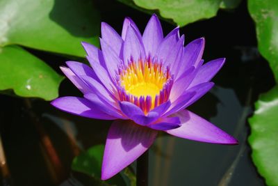 Close-up of water lily