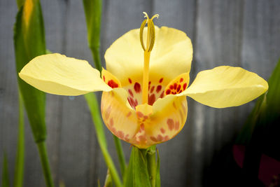 Tigridia pavonia blossom close up. also known as mexican shell flowers