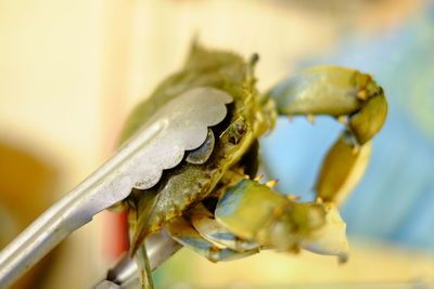 Close-up of dead crab held by serving tongs