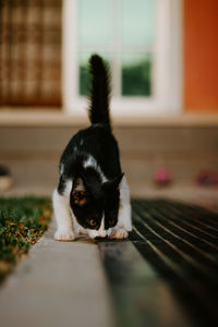 Close-up of a cat looking away