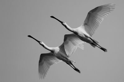 Low angle view of birds flying in sky