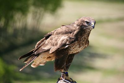 Close-up of tethered falcon