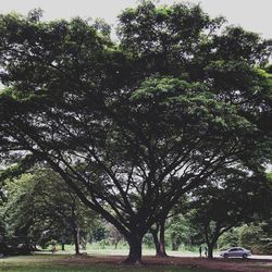 Trees in the forest