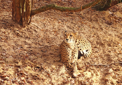 View of a cat on field