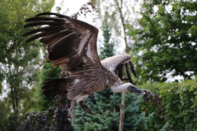 Low angle view of vulture flying against trees