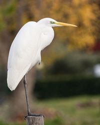 Close-up of bird perching