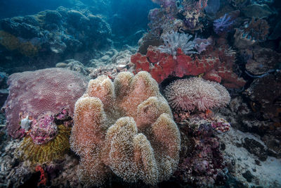 View of coral in sea