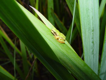 Close-up of insect on green leaf