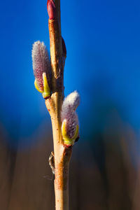 Close-up of blue flowering plant