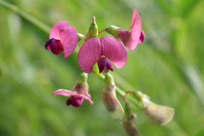 Close-up of pink flowering plant