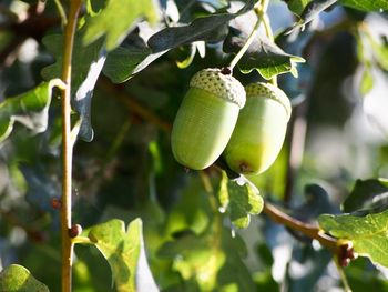 Close-up of fruit growing on tree